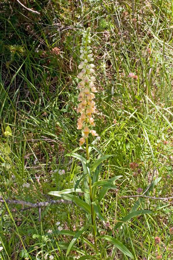 Digitalis ferruginea